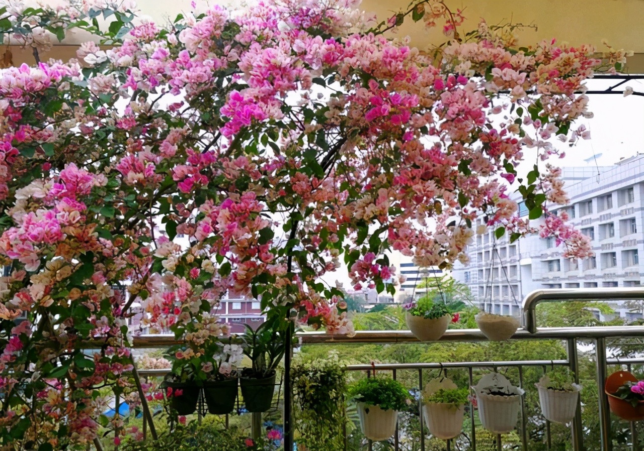 三角梅怎么养成瀑布,三角梅长成瀑布需要多大的盆