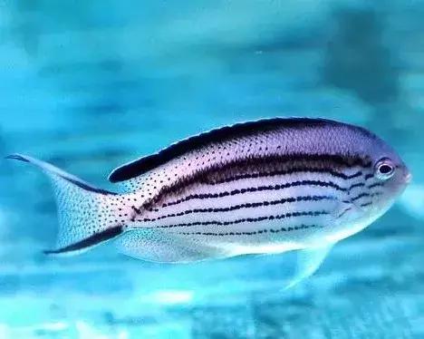 fot海水观赏鱼,fot鱼品种