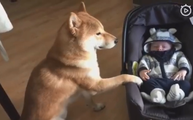 选婴儿车你一定要知道,婴儿车选购攻略不同阶段