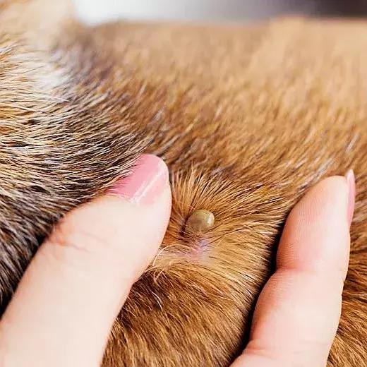 狗狗两腿内侧突然起红疹,狗狗身上起红疹用什么药