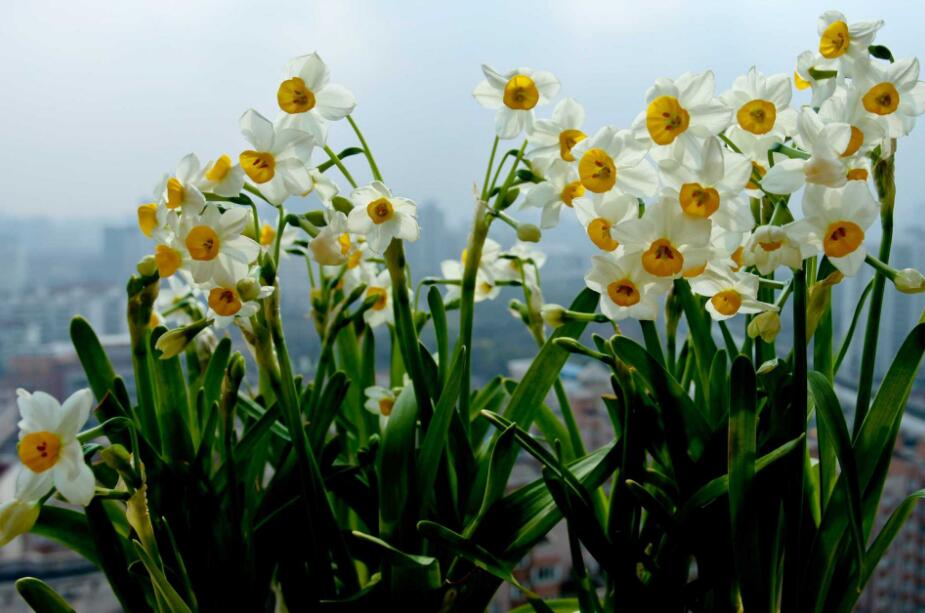 水仙花叶子黄了用什么办法挽救,水仙花有黄叶怎么补救