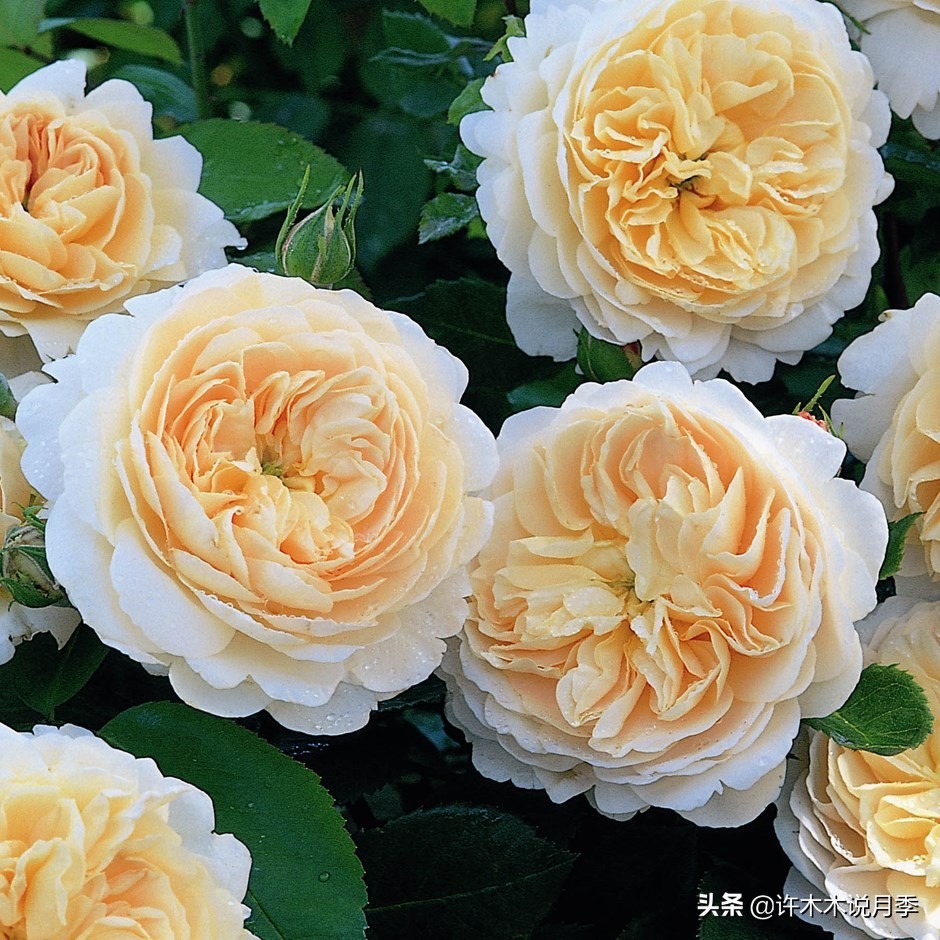 前一段时间买的月季不开花怎么办,月季不开花怎么区分开花颜色