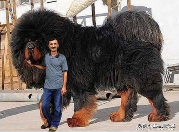 藏獒疯了乱咬人被民警击毙,藏獒冲上去咬金毛