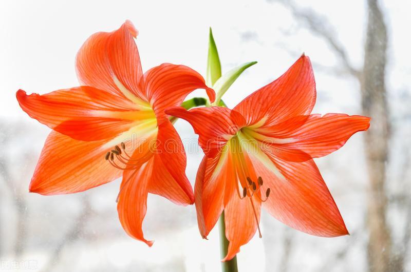 每个十一月生日对应的生日花,365天每天代表生日的花有哪些