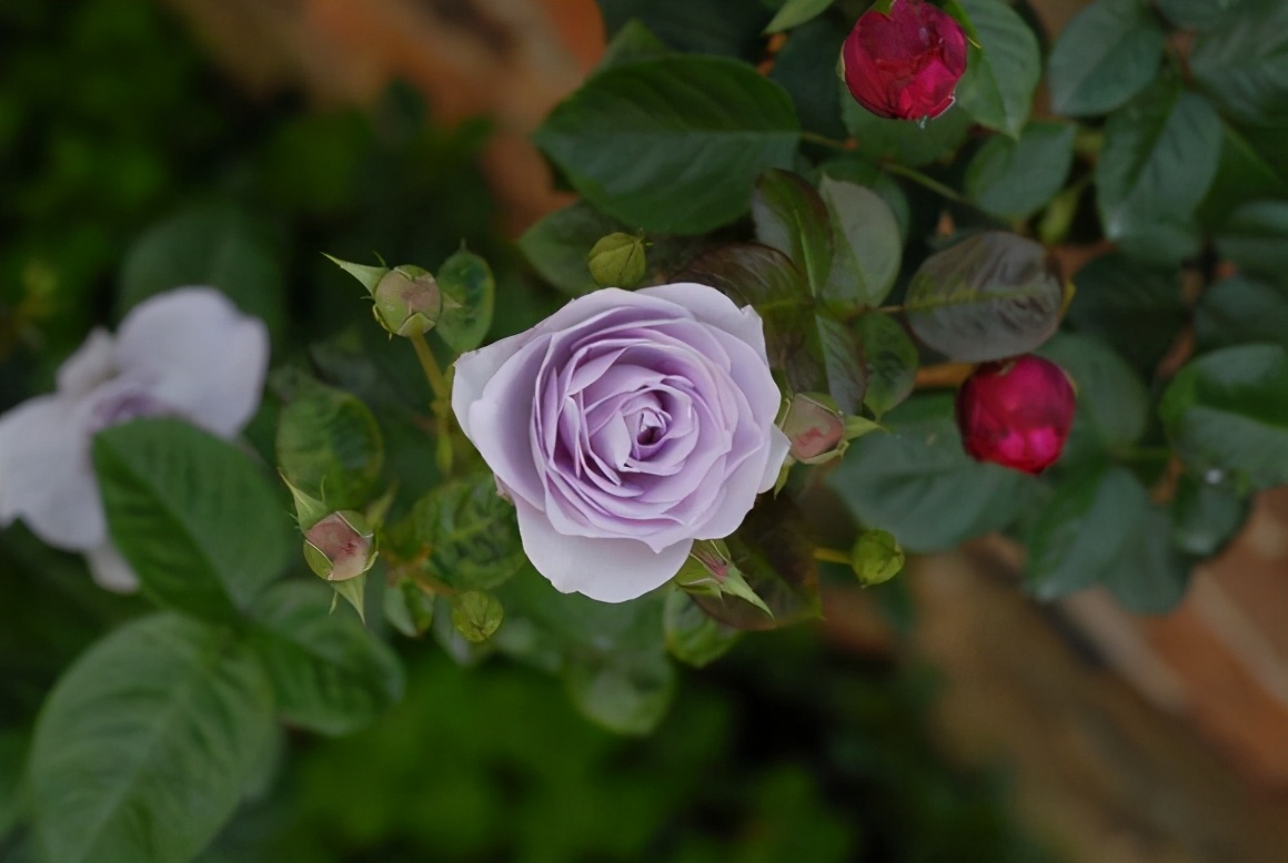 蓝色妖姬浪漫情怀,蓝色妖姬忧郁蓝调