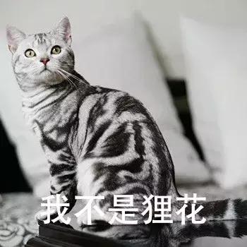 新手第一次养猫养什么品种好,小学生养猫英短猫掉毛吗