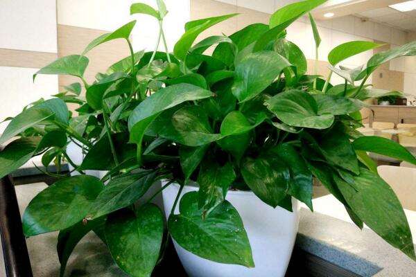 绿萝老化了怎么翻新,绿萝叶干烂了怎么回事