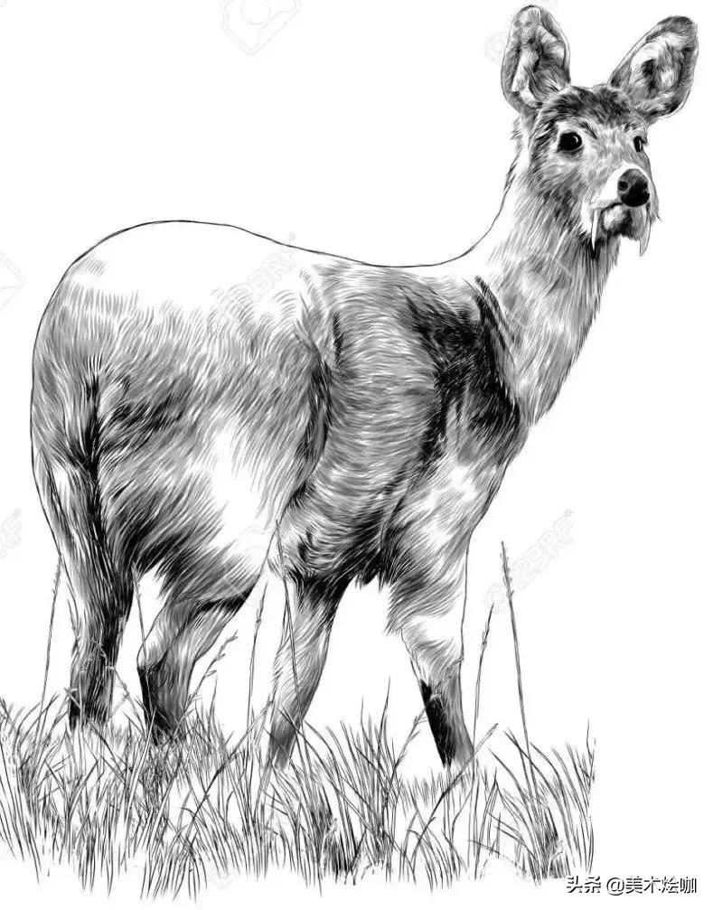 6-12岁儿童素描课程画动物,素描动物教程简单8-12岁