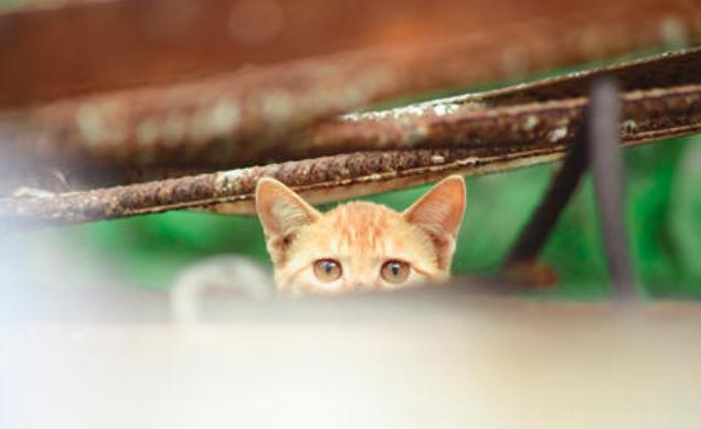 小野猫该喂什么,小野猫到家该怎么喂食