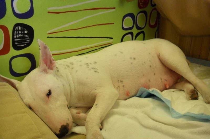 狗狗二次怀孕两周的症状和表现,狗狗怀孕流褐色分泌物是怎么回事