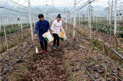 葡萄萌芽不齐、长势弱、上色差？是休眠出了问题！注意时间和质量