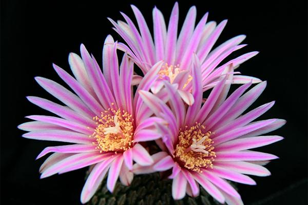 仙人掌开花有多美,仙人掌花开好娇艳