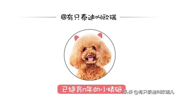 失聪狗狗完整视频,失聪狗狗的视频