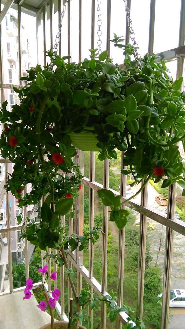 适合邻居养的十种花,养这7种花大人小孩都能养好