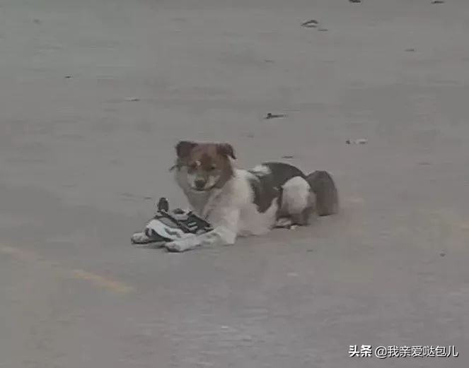 被全网通缉的狗,全网通缉的狗是谁