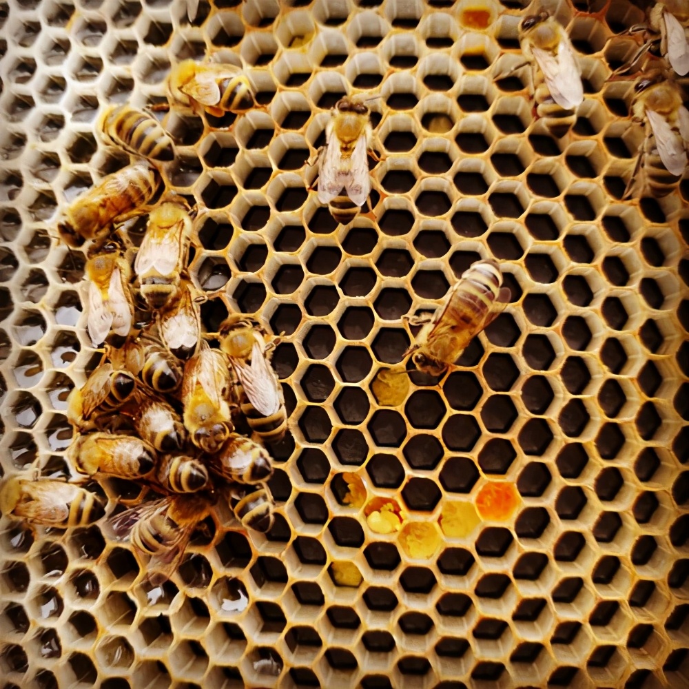 这座像杭州一样多雨的加拿大城市，为何如此被华人偏爱？