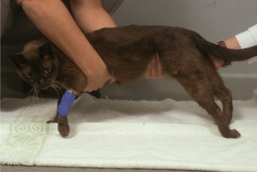 猫咪急救手册,猫咪动脉血栓取出