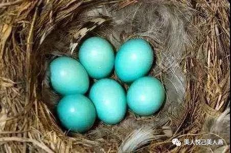 女生无法抗拒的颜色蒂芙尼蓝,慵懒的蒂芙尼蓝