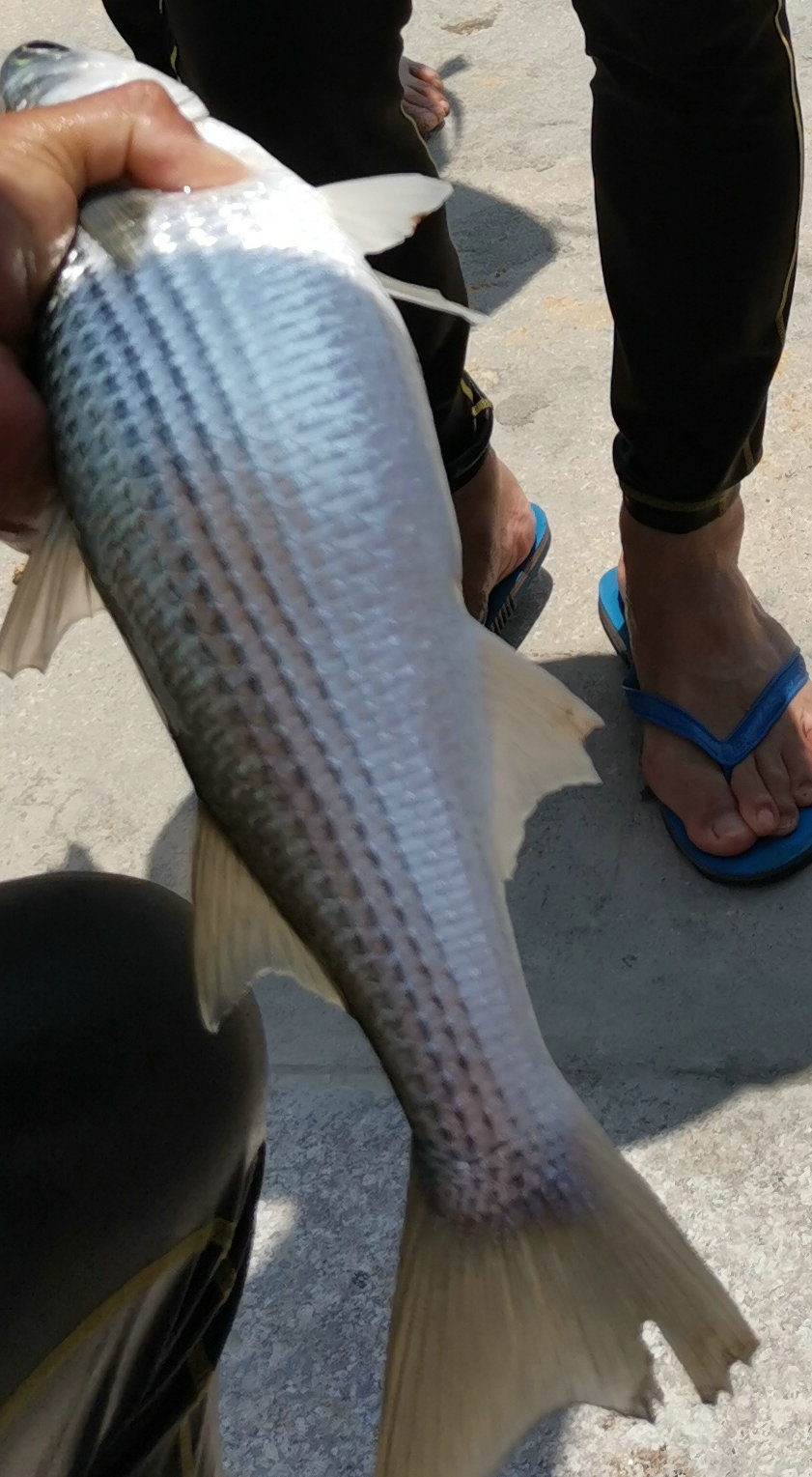 乌头鱼湛江,湛江乌头鱼