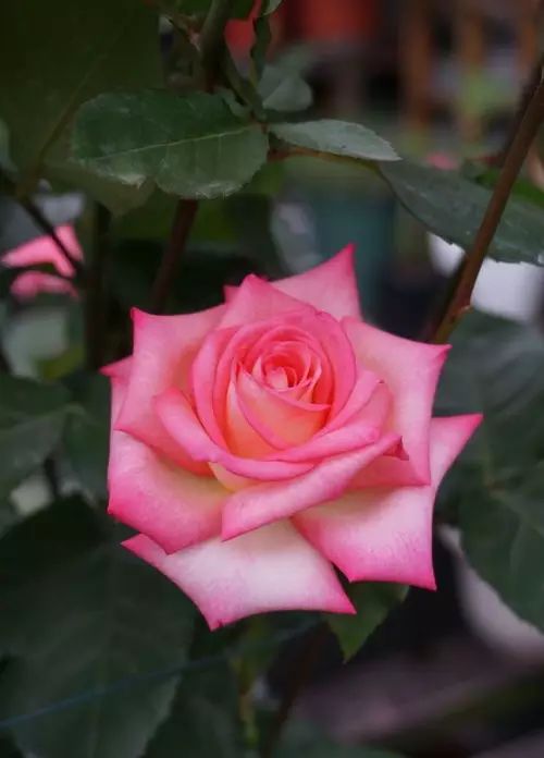 中国十大名花惊艳千年,中国十大名花美极了