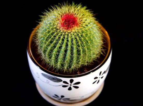 仙人球的刺扎着怎么办,仙人球的刺扎到人有毒吗