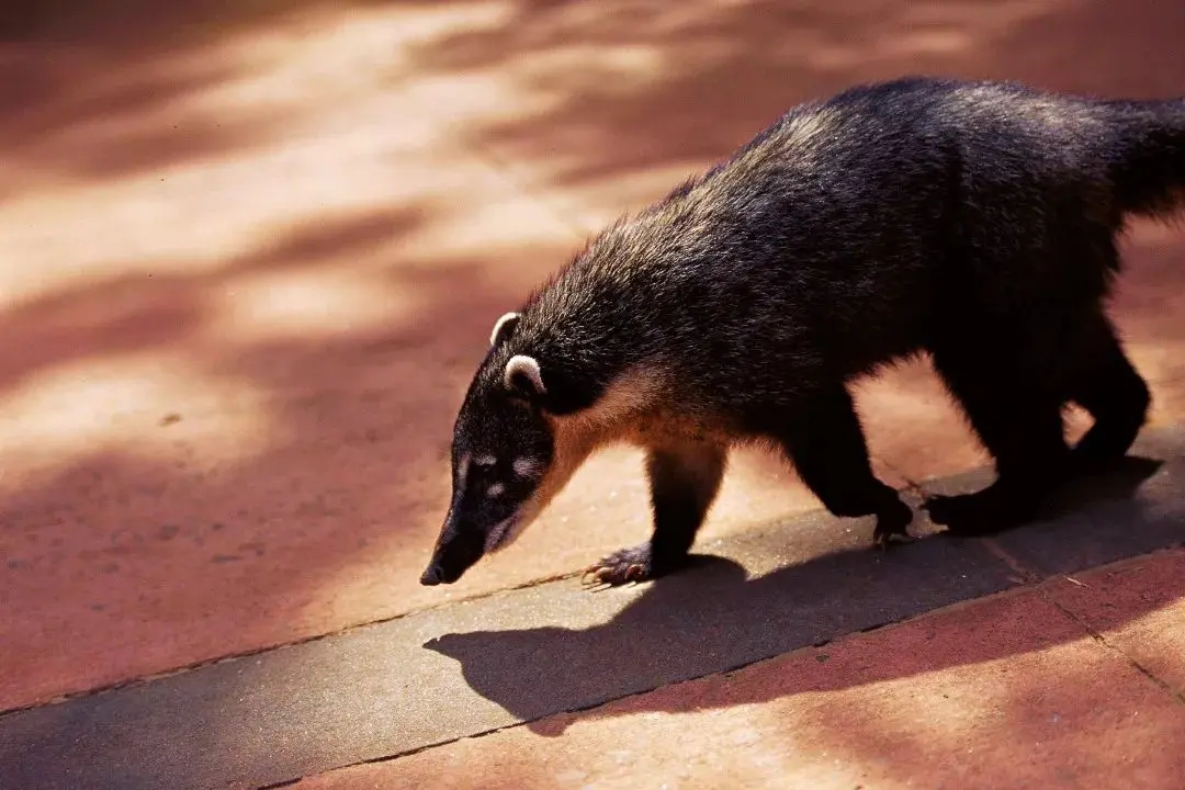 远离野生味的野味,不要吃动物