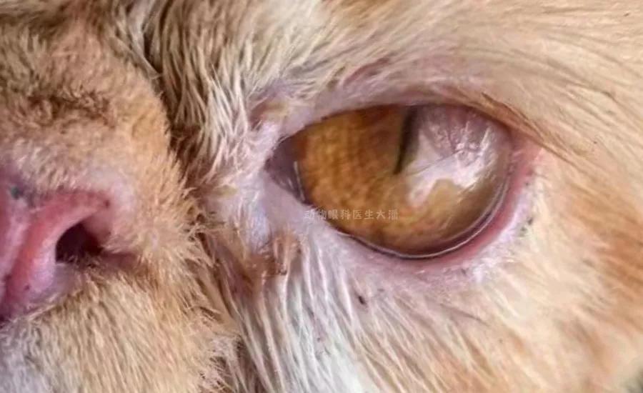 角膜溃疡穿孔的典型症状,眼睛溃疡穿孔已经看不见怎么治疗