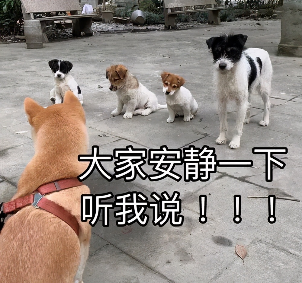 狗言狗语,中国的狗和外国的狗语言一样吗