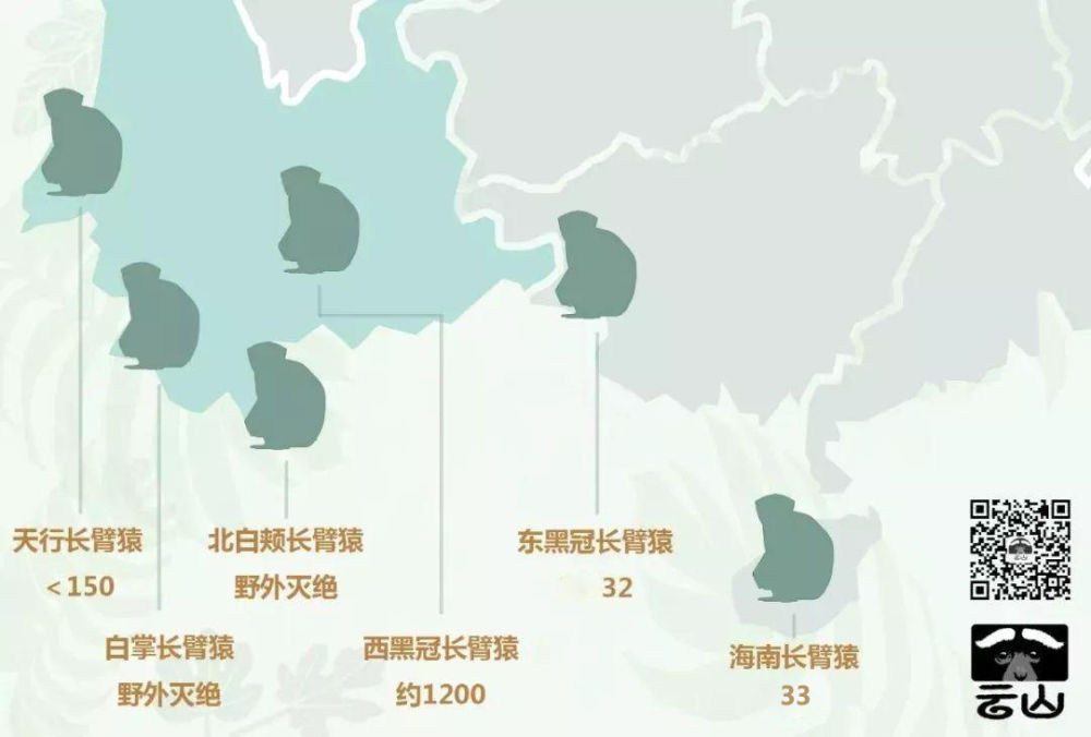 “星战”天行者现身云南？是时候认识我们的国宝了