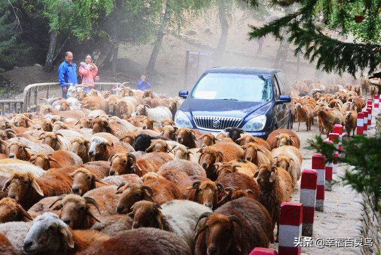 有了这攻略,自驾*藏西**游省心很多