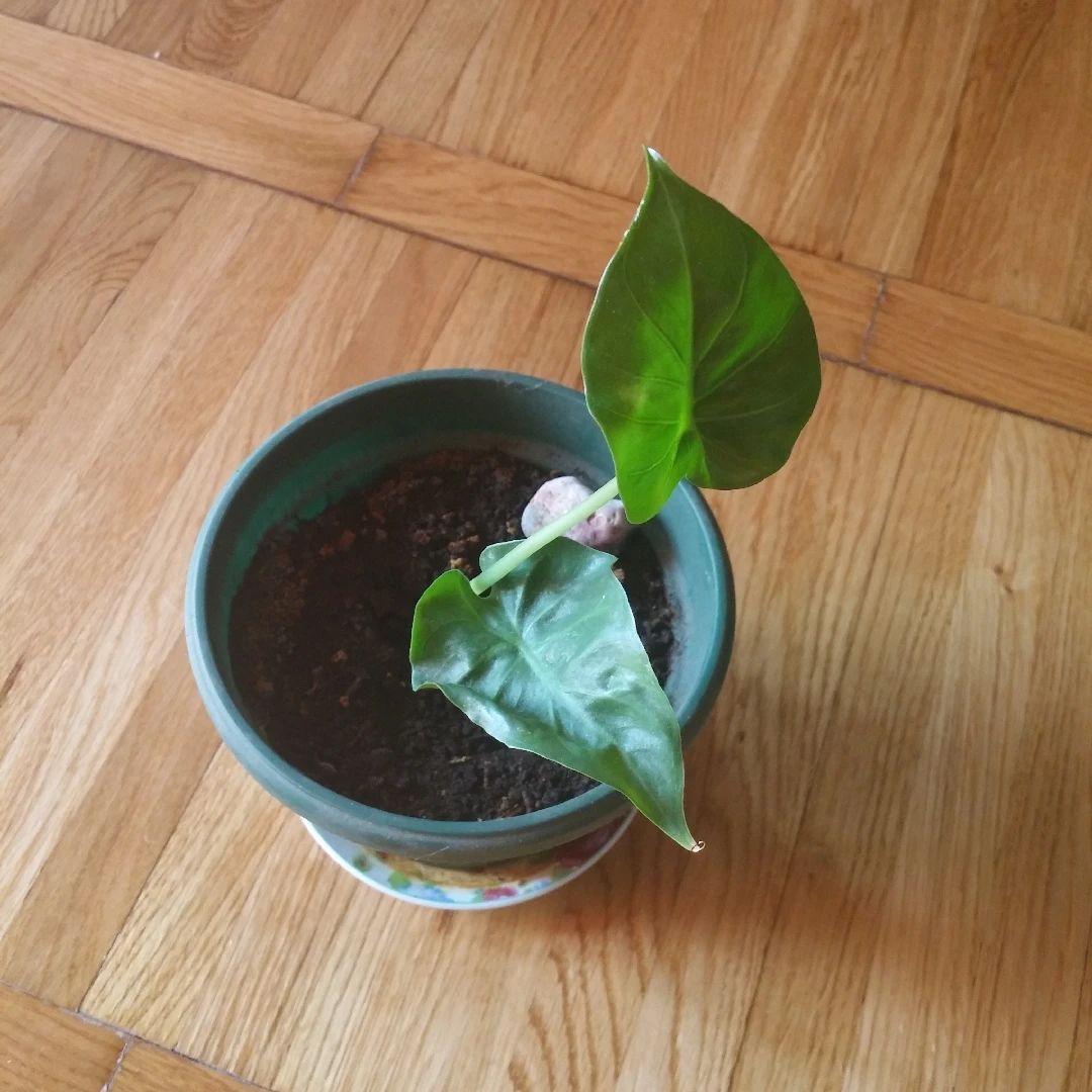 滴水观音和海芋区别,海芋和滴水观音有什么区别