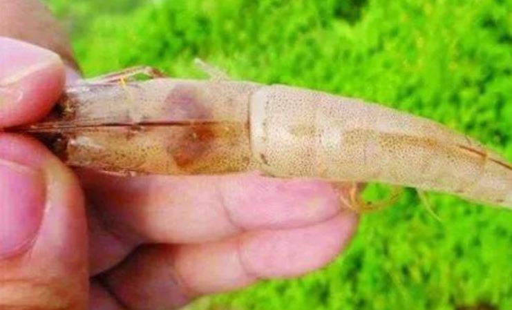 弧菌会导致对虾长得慢吗,对虾养殖盐度低是不是长得慢