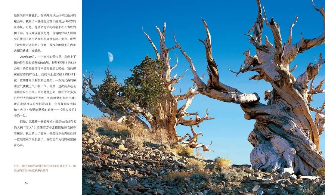 李世民栽的银杏树的价值,1400年李世民亲手栽的银杏树图