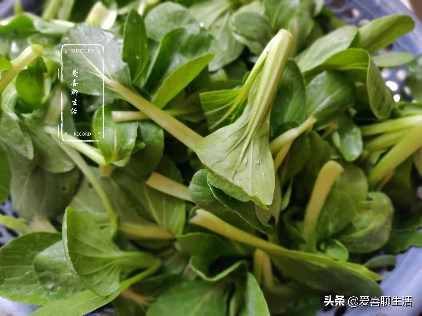 胃口不好多吃这菜,两种食材一起炒,开胃健脾,没肉却比肉更香