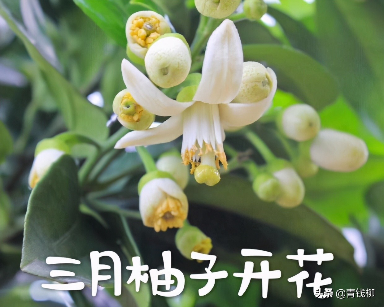 梅州柚子管理技术,梅州柚种植技术视频