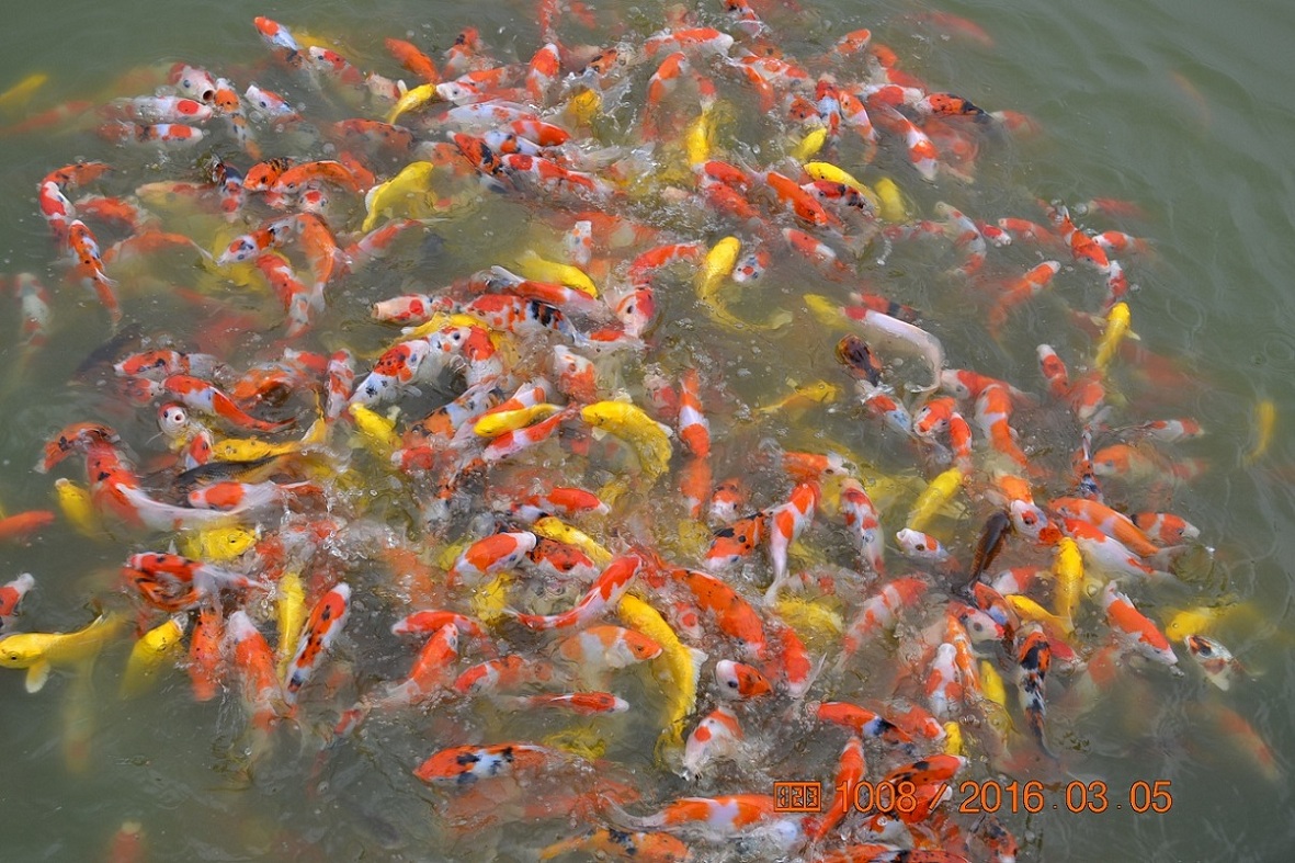 湖南最好的锦鲤养殖基地,湘潭锦鲤养殖