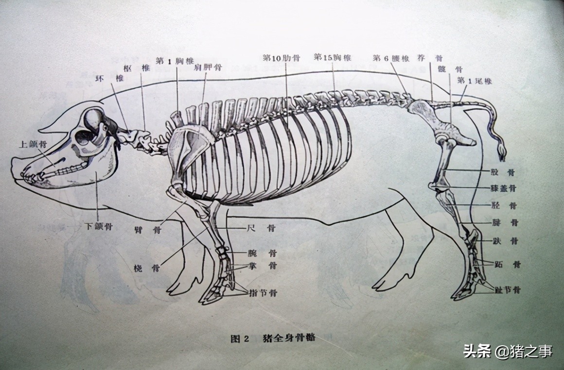 养猪人要懂的知识,生猪养殖结构图