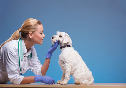 家里的狗狗没办法养了怎么办,家有宠物不想养了怎么办