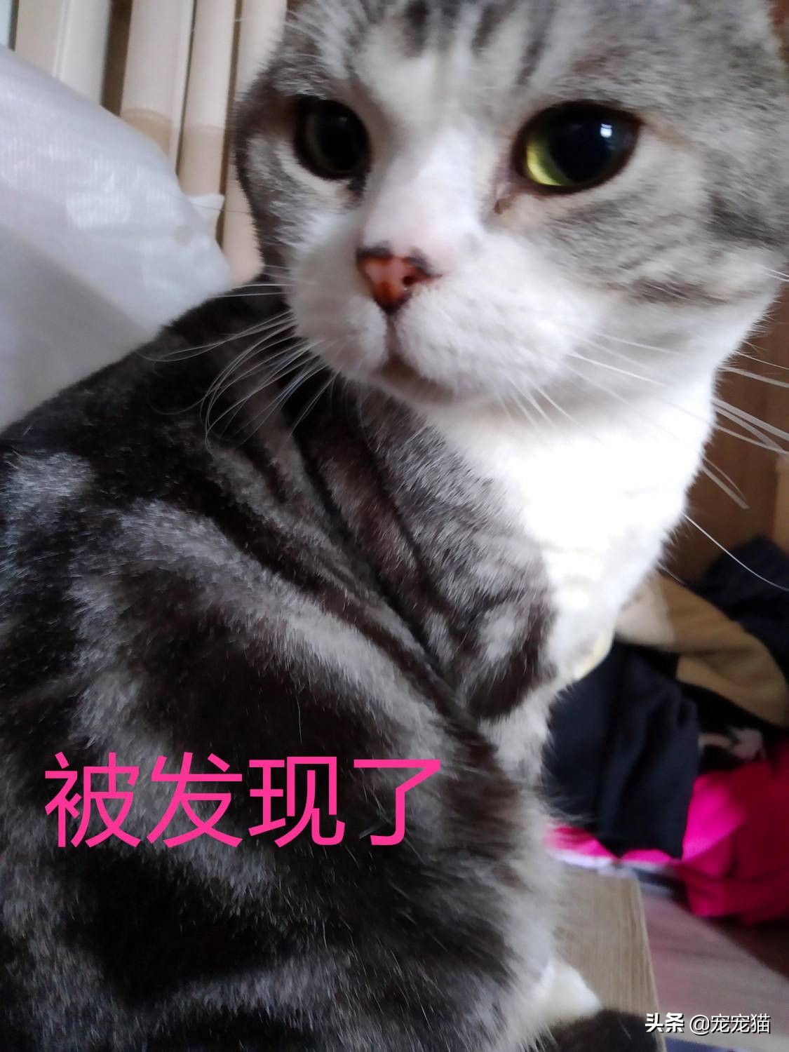 猫在你身上留下气味洗澡会洗掉吗,猫一直在你身上闻是为什么