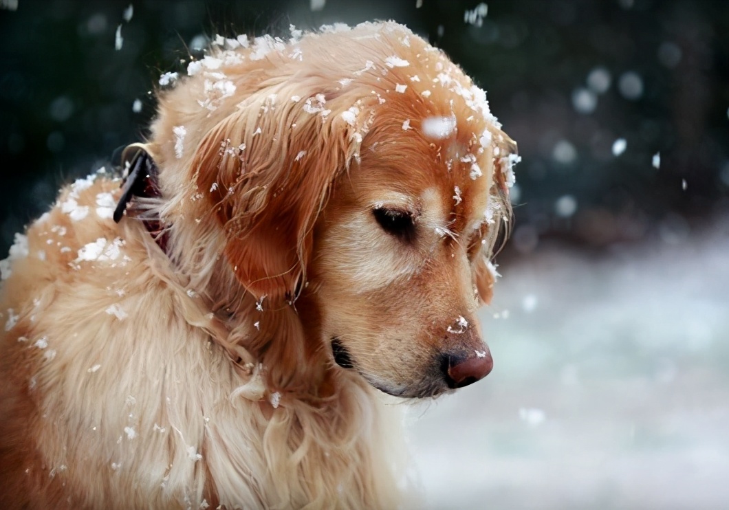 鎯冲吇閲戞瘺鐘吇鍏殑濂借繕鏄瘝鐨勫ソ,閲戞瘺鐘吇鍏殑杩樻槸姣嶇殑
