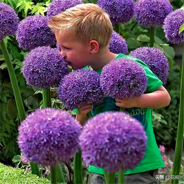 什么花开得好看又好养,开花非常好看且又好养