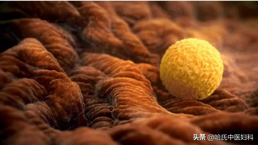 多囊卵泡发育缓慢的原因和治疗,多囊卵泡怎么快速长大