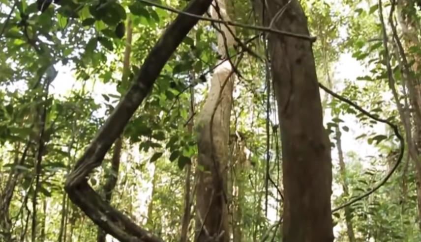 实拍非洲紫檀木*私走**全过程：护林员做*私走**，一根紫檀木赚三万