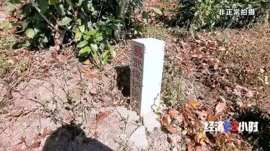 西双版纳热带雨林就是原始森林吗,西双版纳离城区近的原始沟谷雨林