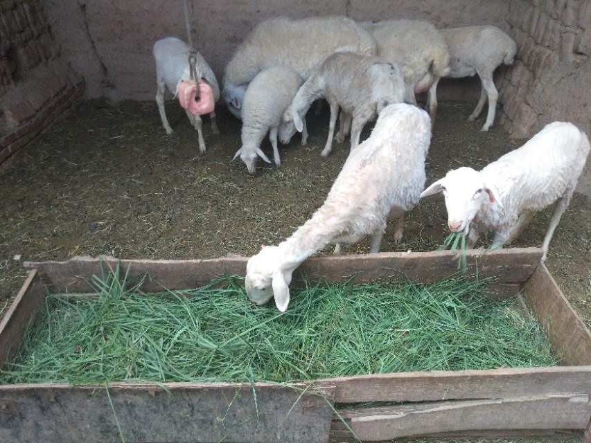 养羊专业户小尾寒羊,小尾寒羊习性及特点