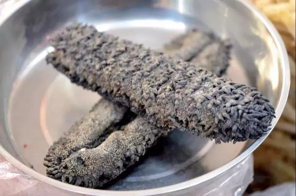 海参界最好的海参,海参物种科普