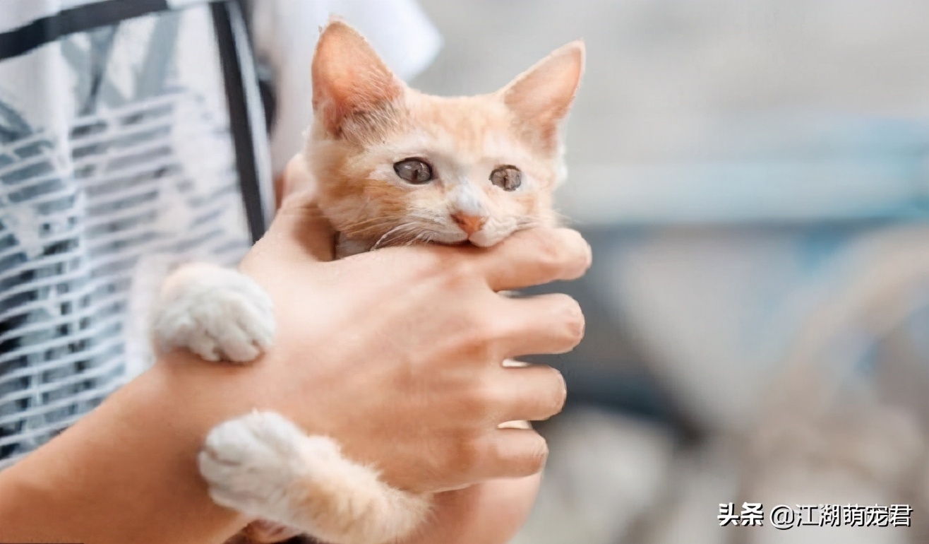 养了猫咪浑身痒怎么回事,养了几年的猫咪突然咬人