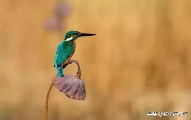 中国农民丰收节秋分节气同一天,农历秋分日为中国农民丰收节