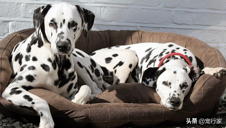 狗狗不同的睡姿代表了什么,狗狗的每种睡姿代表着什么