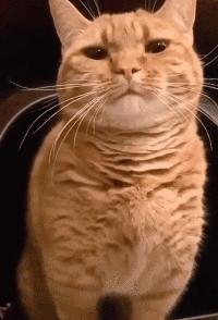 猫咪会长毛囊炎吗,猫咪会长老年斑吗